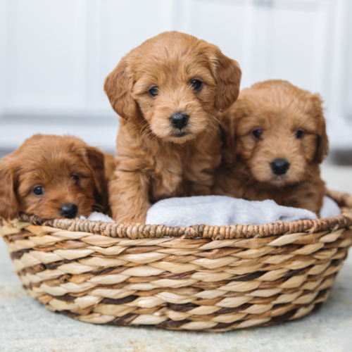 Puppy