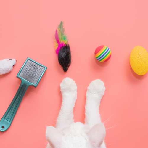 Cat Accessories