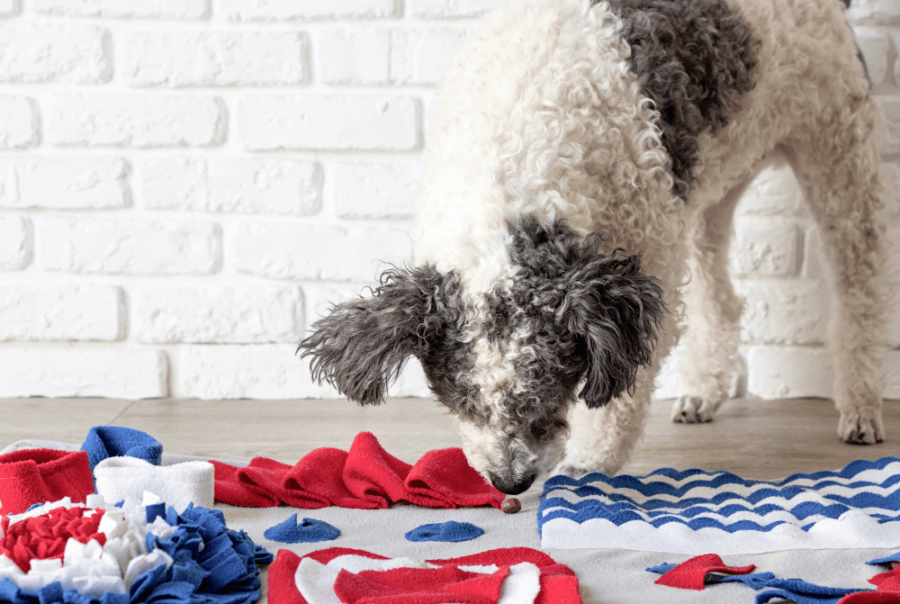 pet enrichment