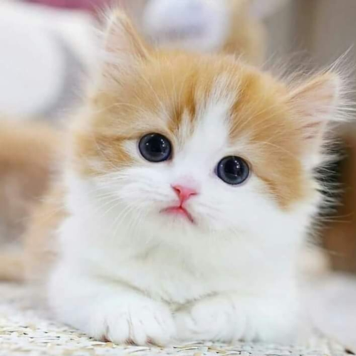 Kitten
