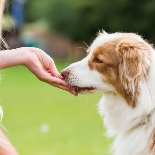 Dog Training Treats & Items