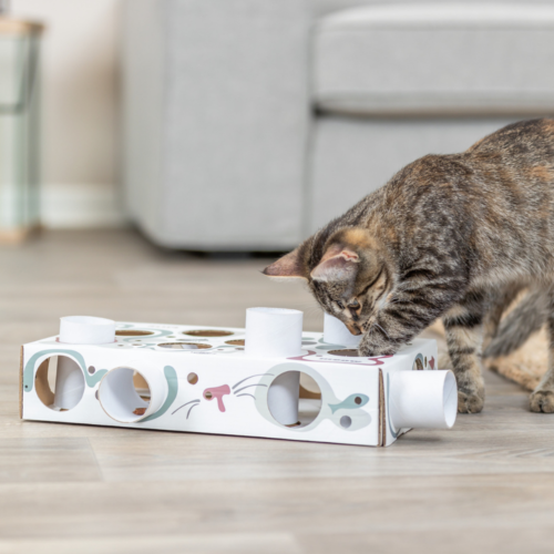 Cat Enrichment