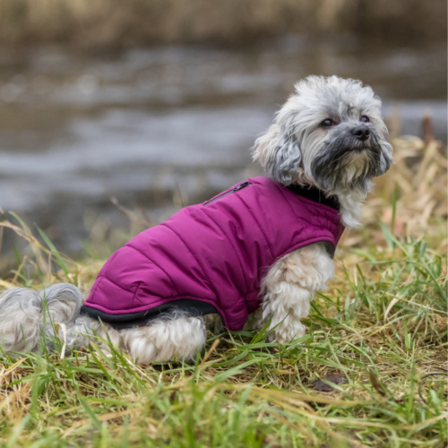 Dog Coats
