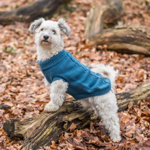 Dog Jumpers