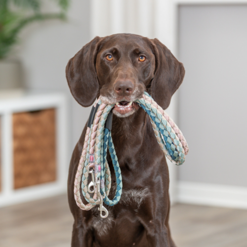 Dog Leads