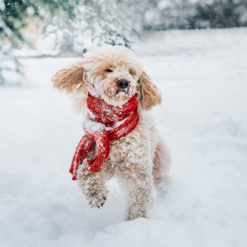 Winter Wear