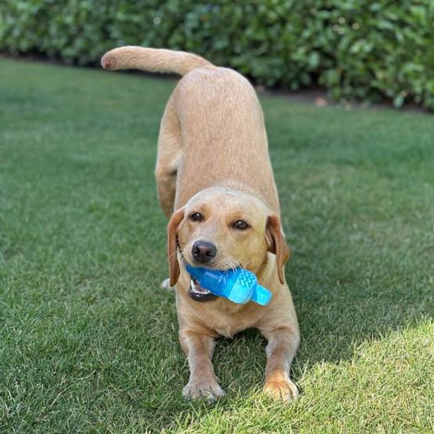 dog ice pop