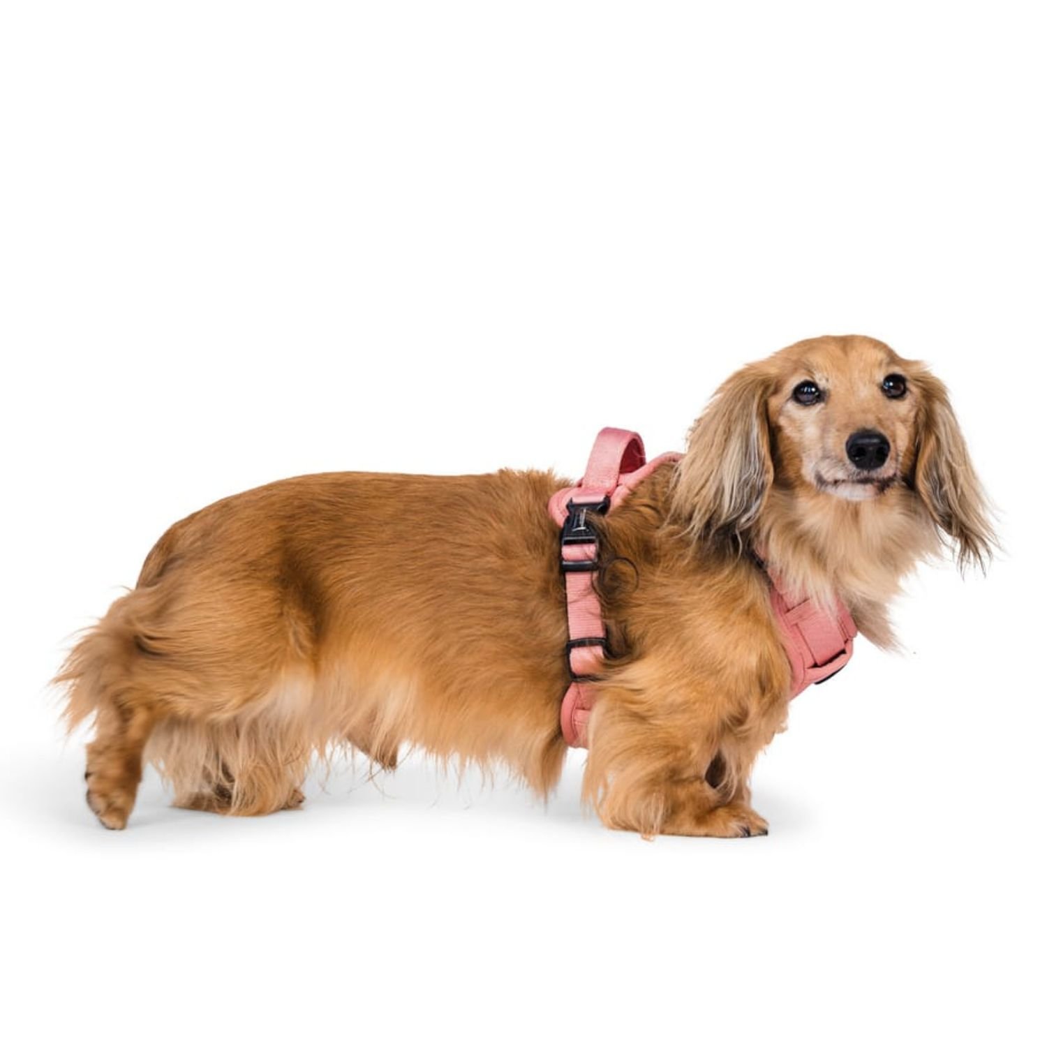 Woofingdales Peak Paw Harness Dusky Pink - Image 3