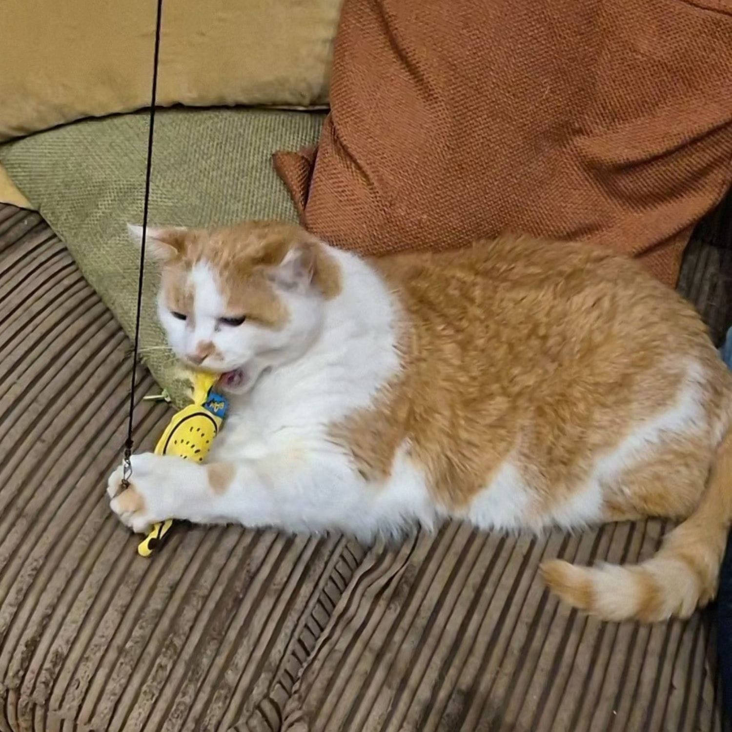 bam cat rod toy