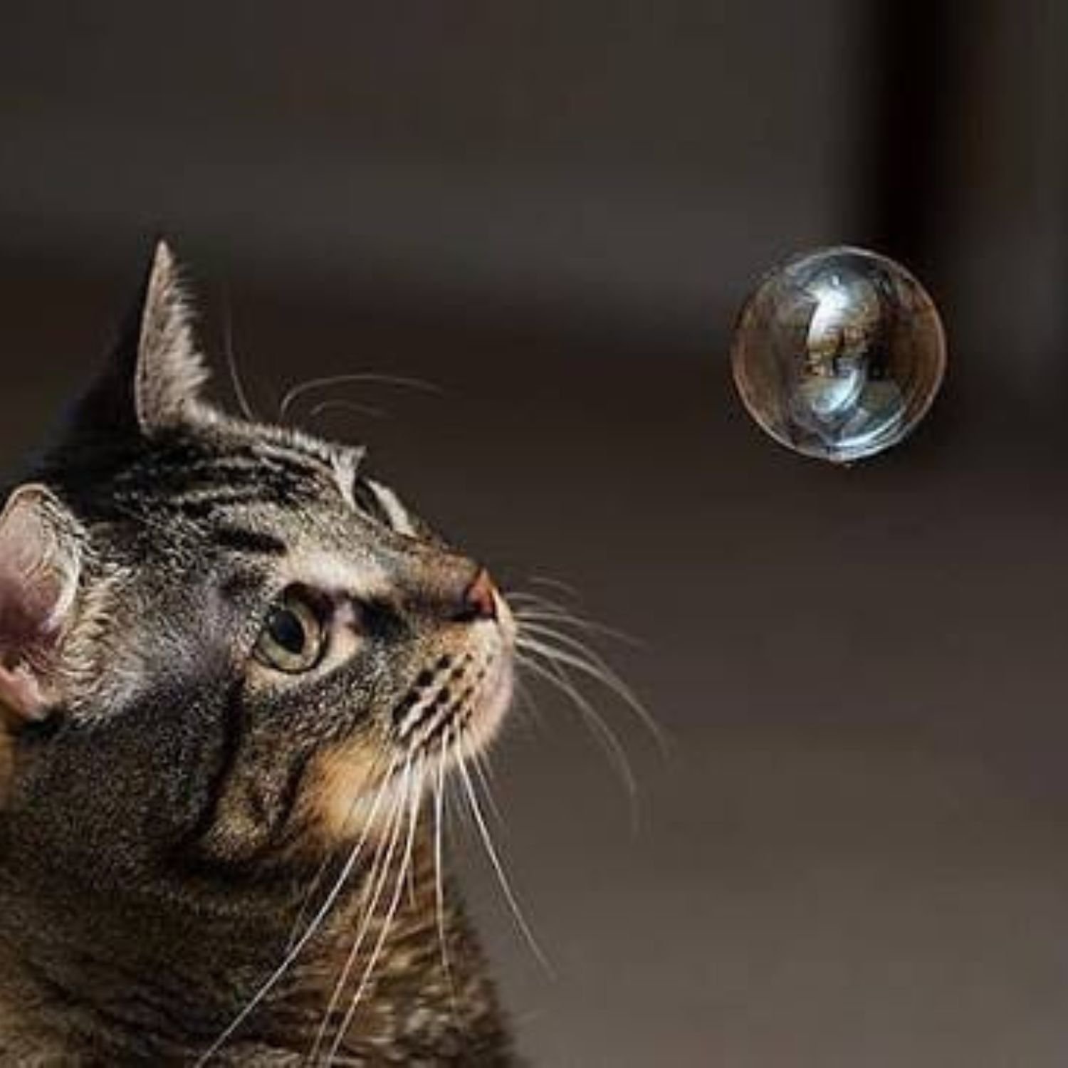 BAM Catnip Bubbles 150ml - Image 3