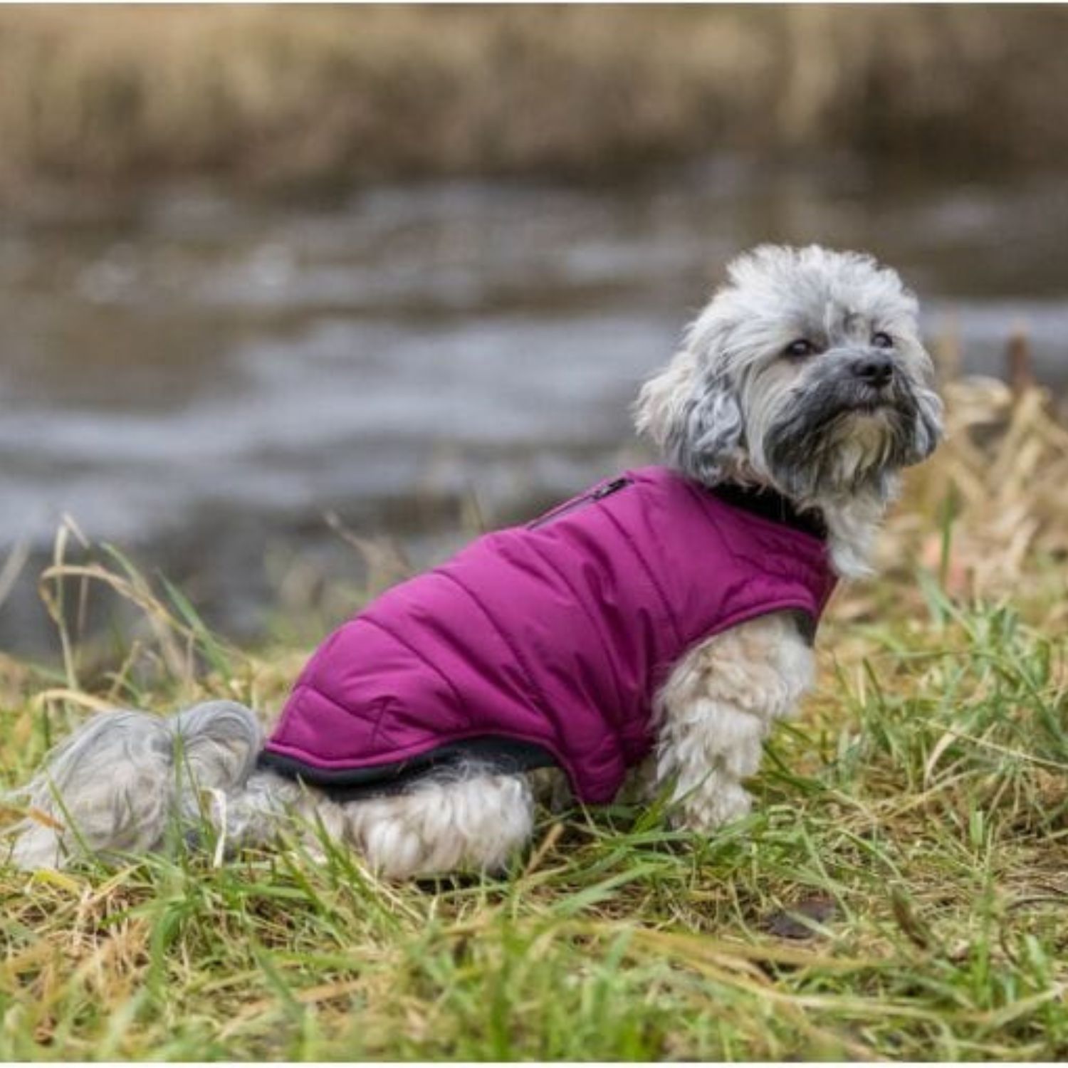 Trixie Arlay Dog Coat