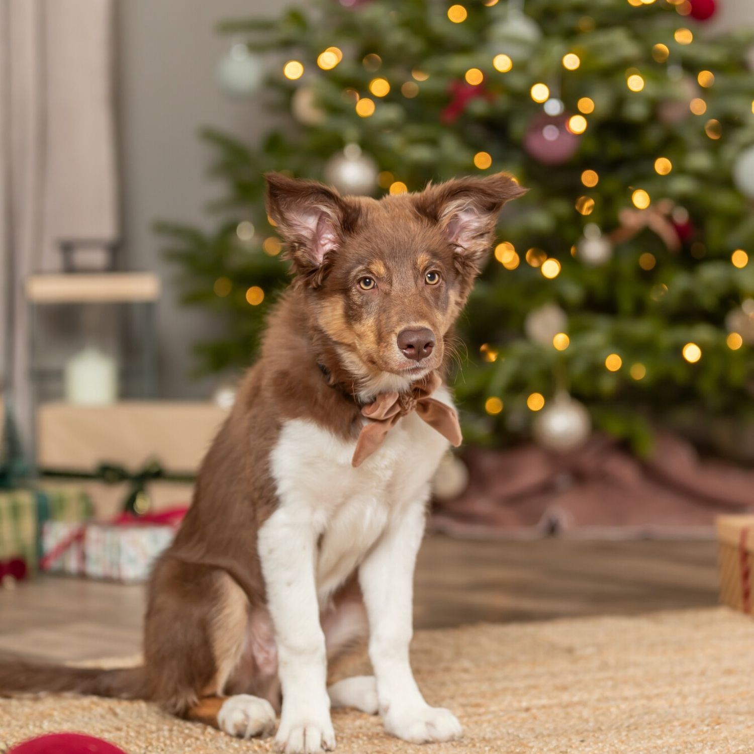 Slide on slots for standard pet collars built onto christmas dog accessories