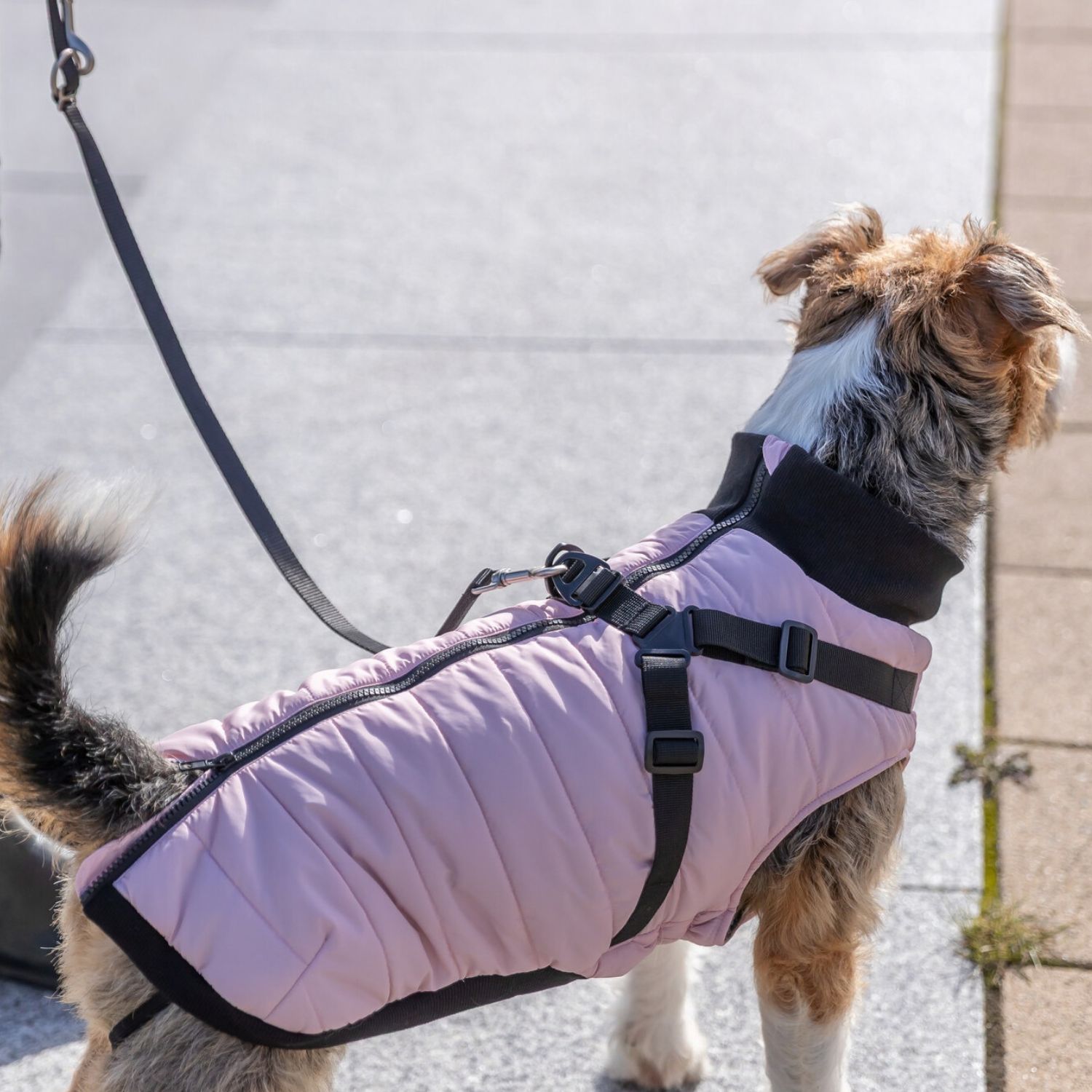 Continuous back zipper on pink Trixie dog coat with harness