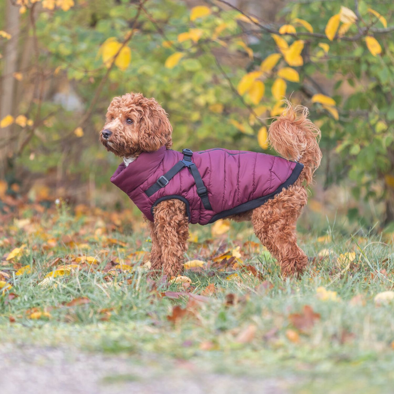 winter dog harness coat