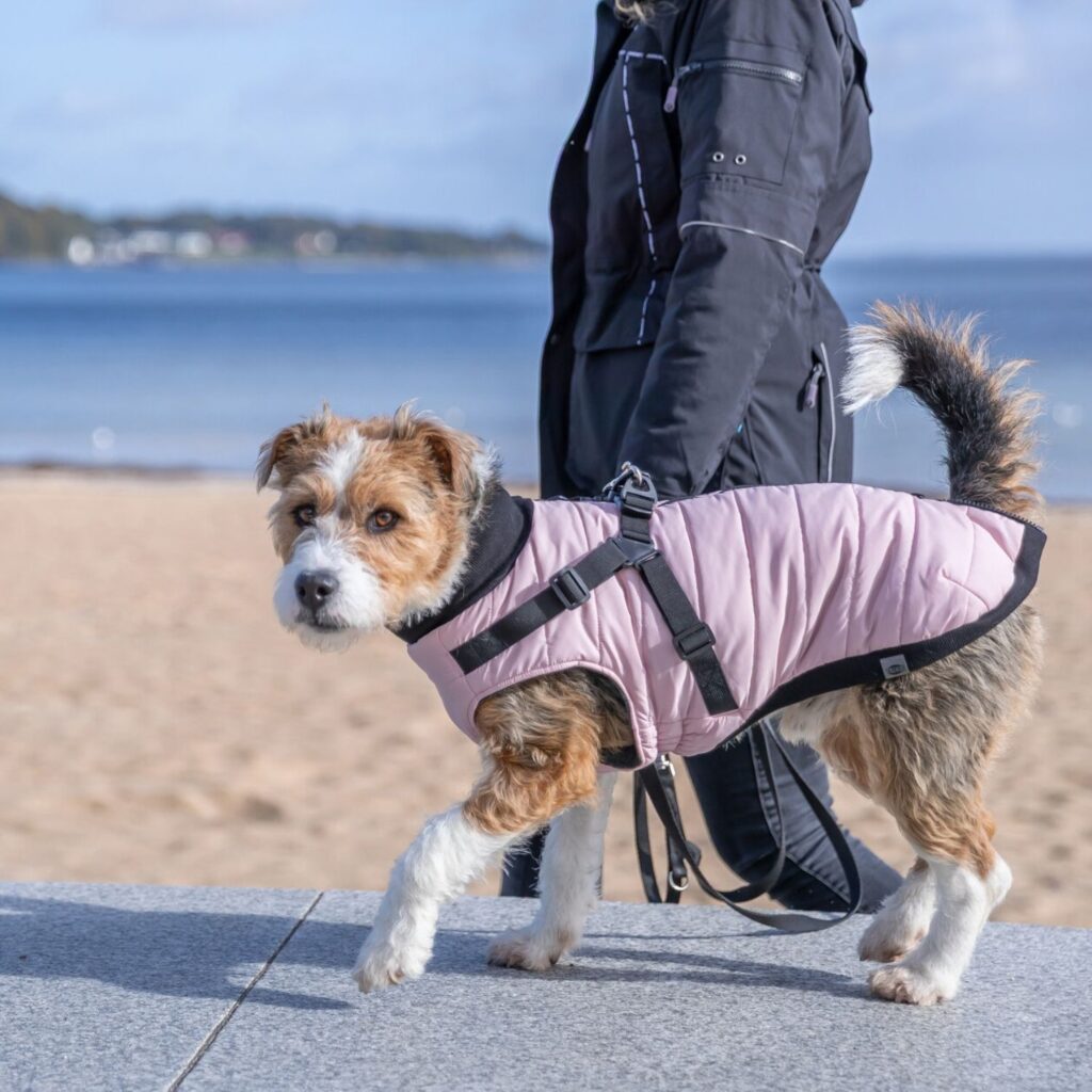 The Trixie Pontis pink dog coat with harness being modeled outdoors