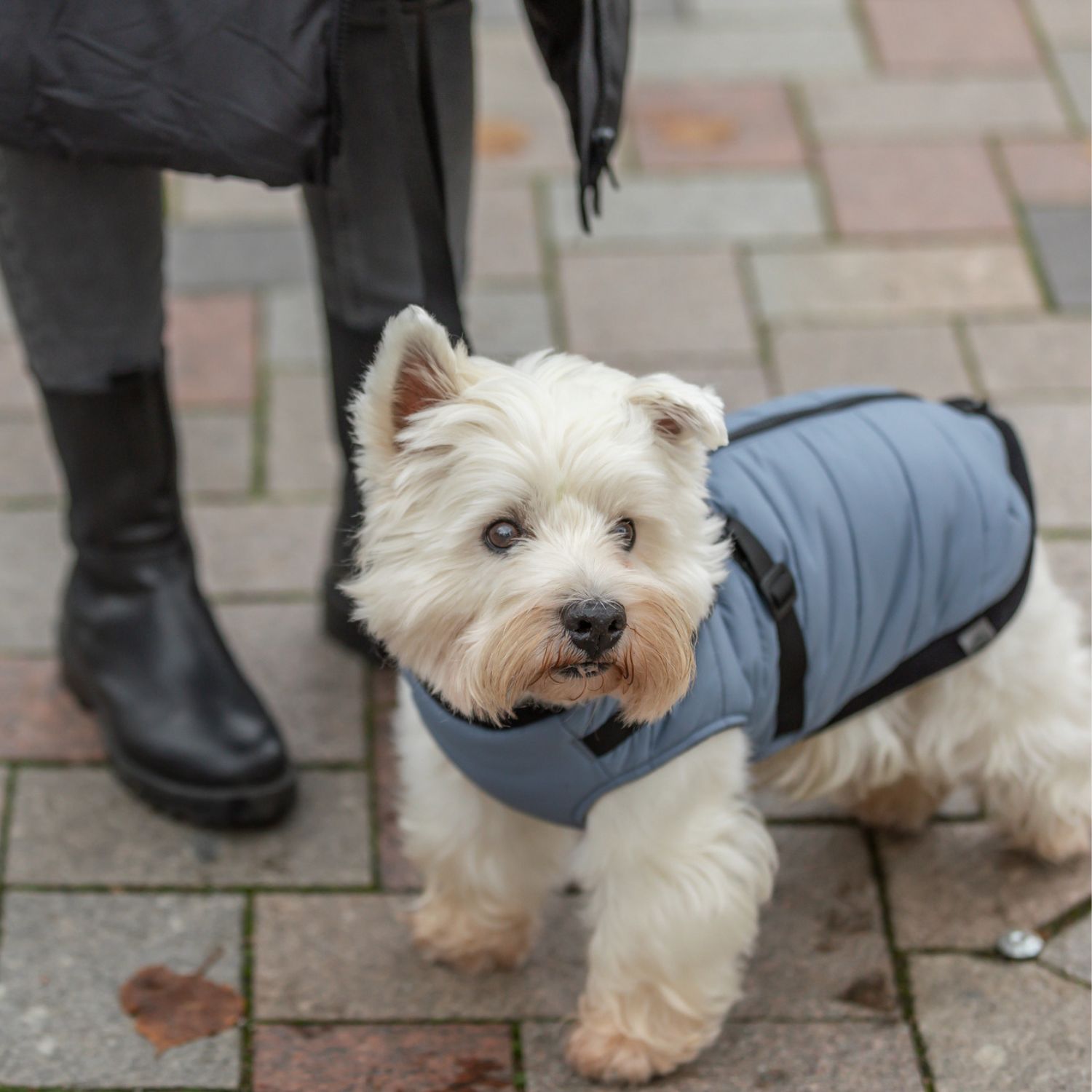 trixie pontis dog coat blue-grey