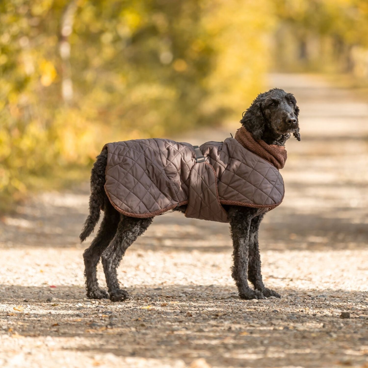 Comfortable outdoor dog coat with harness hole design for winter walks