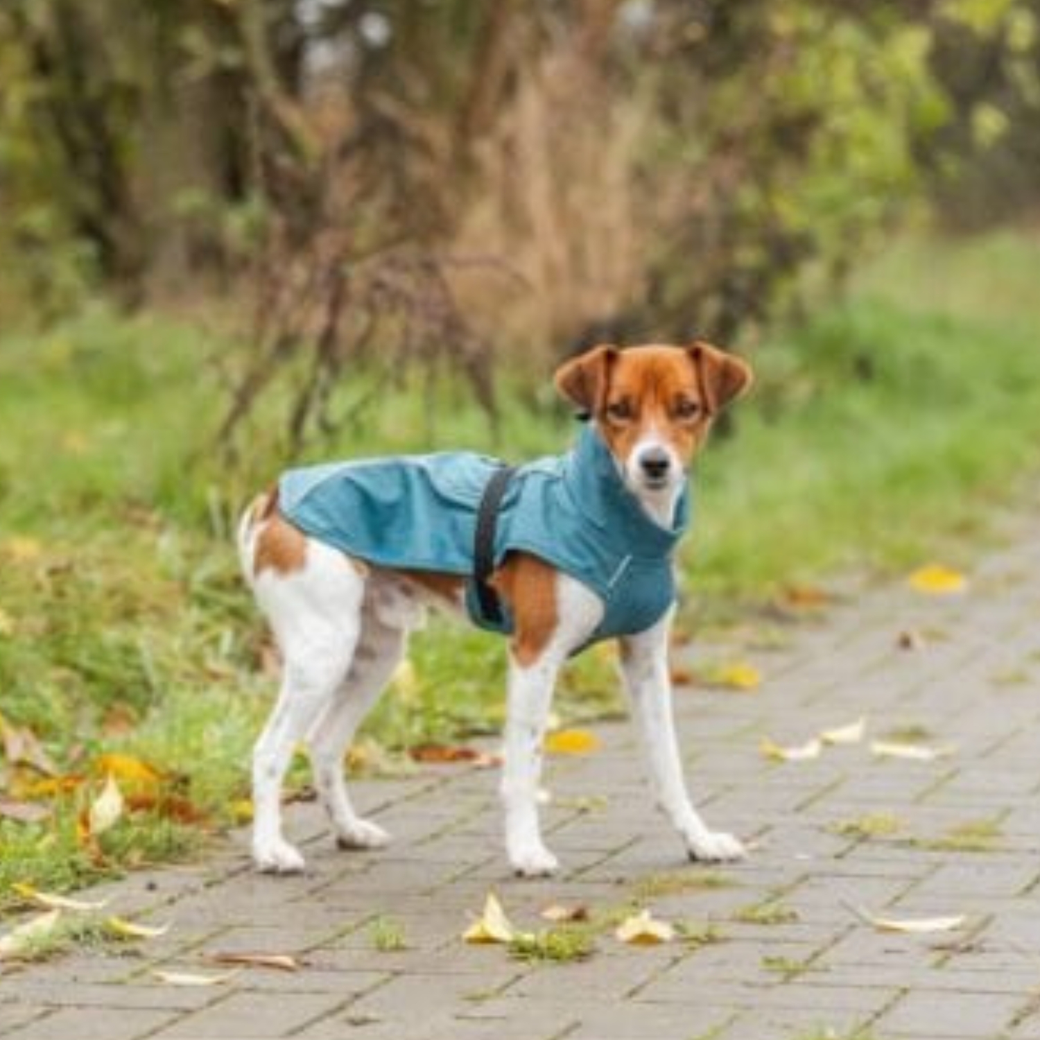 trixie vimy dog coat petrol blue