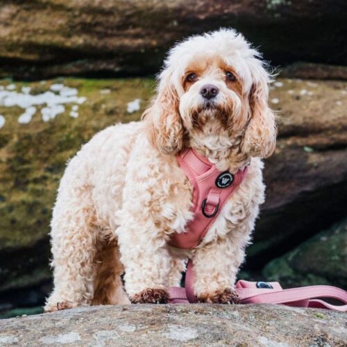 Woofingdale Dog Harnesses
